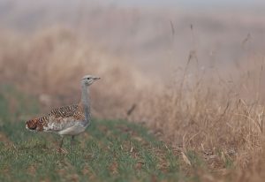 Great Bustard, 大鸨, Otis tarda-gallery-