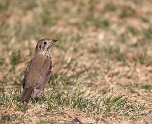 Chinese Thrush, 宝兴歌鸫, Turdus mupinensis-gallery-