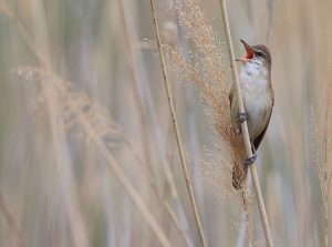 Oriental Reed Warbler, 东方大苇莺, Acrocephalus arundinaceus-gallery-