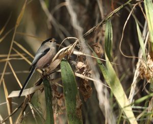 Silver-throated Bushtit, 银喉长尾山雀, Aegithalos glaucogularis-gallery-