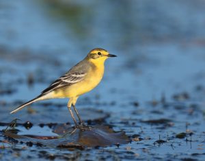 Citrine Wagtail, 黄头鹡鸰, Motacilla citreola-gallery-