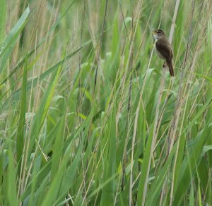 Blunt-winged Warbler, 钝翅苇莺, Acrocephalus concinens-gallery-