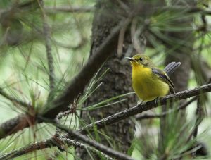 Green-backed Flycatcher, 姬鹟, Ficedula elisae-gallery-