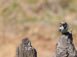 White Wagtail, 白鹡鸰, Motacilla alba-gallery-