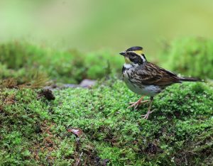 Yellow-throated Bunting, 黄眉鹀, Emberiza elegans-gallery-