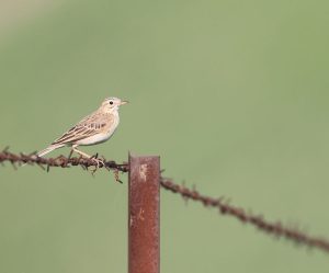 Richard’s Pipit, 理氏鹨, Anthus richardi-gallery-