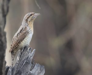 Eurasian Wryneck, 蚁䴕, Jynx torquilla-gallery-