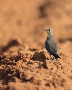 Oriental Pratincole, 普通燕鸻, Glareola maldivarum-gallery-