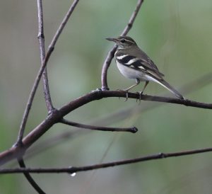 Forest Wagtail, 山鹡鸰, Dendronanthus indicus-gallery-