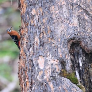 Rufous-bellied Woodpecker, 棕腹啄木鸟, Dendrocopos hyperythrus-gallery-