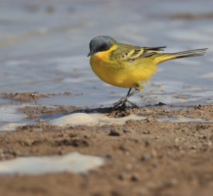 Eastern Yellow Wagtail, 黄鹡鸰, Motacilla tschutschensis-gallery-