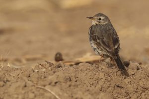 Buff-bellied Pipit, 黄腹鹨, Anthus rubescens-gallery-