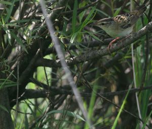 Pallas’s Grasshopper Warbler, 小蝗莺, Helopsaltes certhiola-gallery-