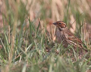 Little Bunting, 小鹀, Emberiza pusilla-gallery-