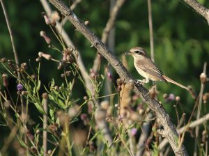 Brown Shrike, 红尾伯劳, Lanius cristatus-gallery-