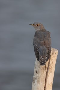 Common Cuckoo, 大杜鹃, Cuculus canorus-gallery-