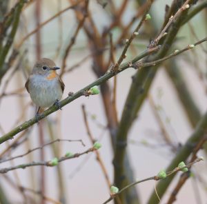 Taiga Flycatcher, 红喉鹟, Ficedula albicilla-gallery-