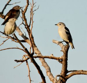 Daurian Starling, 北椋鸟, Agropsar sturninus-gallery-