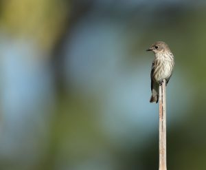 Grey-streaked Flycatcher, 灰纹鹟, Muscicapa griseisticta-gallery-