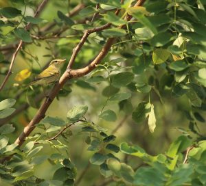 Two-barred Leaf Warbler, 双斑绿柳莺, Phylloscopus plumbeitarsus-gallery-