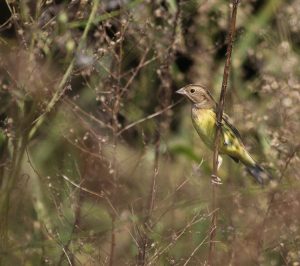 Yellow-breasted Bunting, 黄胸鹀, Emberiza aureola-gallery-