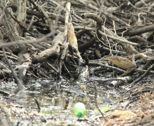 Von Schrenck’s Bittern, 紫背苇鶠, Ixobrychus eurhythmus-gallery-