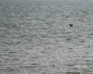 White-winged Scoter, 斑脸海番鸭, Melanitta deglandi-gallery-