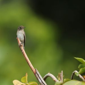 Asian Brown Flycatcher, 北灰鹟, Muscicapa dauurica-gallery-