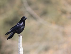 Rook, 秃鼻乌鸦, Corvus frugilegus-gallery-