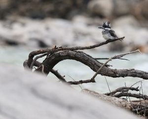 Crested Kingfisher, 冠鱼狗, Megaceryle lugubris-gallery-