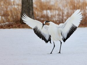 Red-crowned Crane, 丹顶鹤, Grus japonensis-gallery-