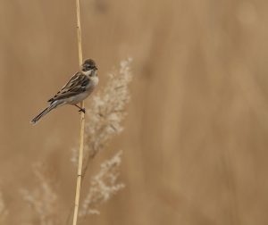 Pallas’s Reed Bunting 苇鹀, Emberiza pallasi-gallery-