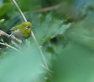 Japanese White-eye, 暗绿绣眼鸟, Zosterops japonicus-gallery-