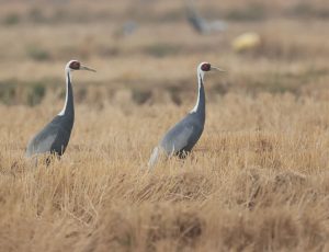 White-naped Crane, 白枕鹤, Antigone vipio-gallery-