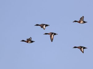 Baer’s Pochard, 青头潜鸭, Aythya baeri-gallery-