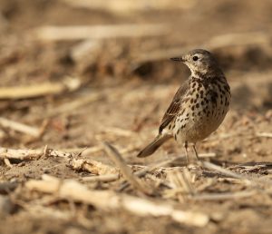 Buff-bellied Pipit, 黄腹鹨, Anthus rubescens-gallery-