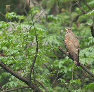 Grey-faced Buzzard, 灰脸鵟鹰, Butastur indicus-gallery-