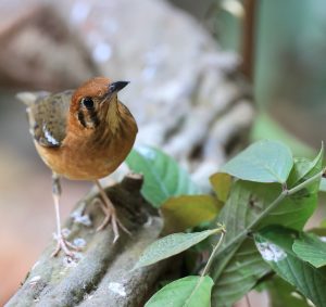 Orange-headed Thrush, 橙头地鸫, Geokichla citrina-gallery-