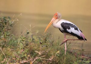 Painted Stork, 彩鹳, Mycteria leucocephala-gallery-