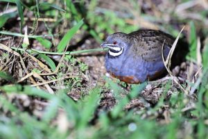 King Quail, 蓝胸鹑, Excalfactoria chinensis-gallery-