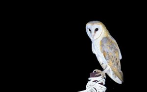 Eastern Barn Owl, 仓鸮, Tyto javanica-gallery-