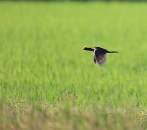 Watercock, 董鸡, Gallicrex cinerea-gallery-