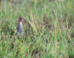 Slaty-breasted Rail, 蓝胸秧鸡, Gallirallus striatus-gallery-