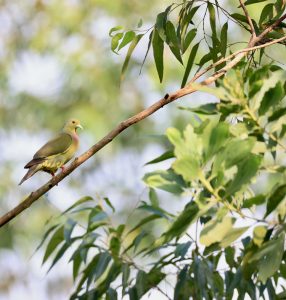 Orange-breasted Green Pigeon, 橙胸绿鸠, Treron bicinctus-gallery-