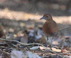 Slaty-legged Crake, 白喉斑秧鸡, Rallina eurizonoides-gallery-