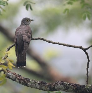 Indian Cuckoo, 四声杜鹃, Cuculus micropterus-gallery-