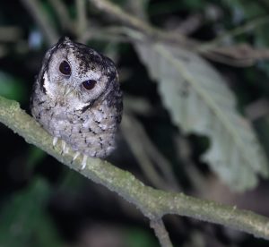 Collared Scops Owl, 领角鸮, Otus lettia-gallery-