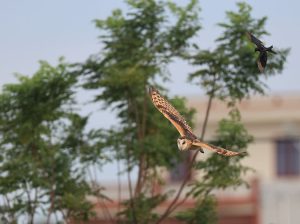 Eastern Grass Owl, 草鸮, Tyto longimembris / Black Drongo, 黑卷尾, Dicrurus macrocercus-gallery-