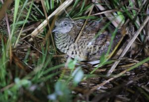 Barred Buttonquail, 棕三趾鹑, Turnix suscitator-gallery-