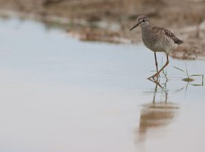 Wood Sandpiper, 林鹬, Tringa glareola-gallery-